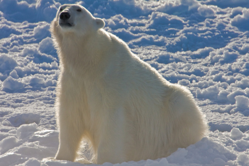 IMAGE: http://shazza53.smugmug.com/photos/334227752_PQWqf-L.jpg