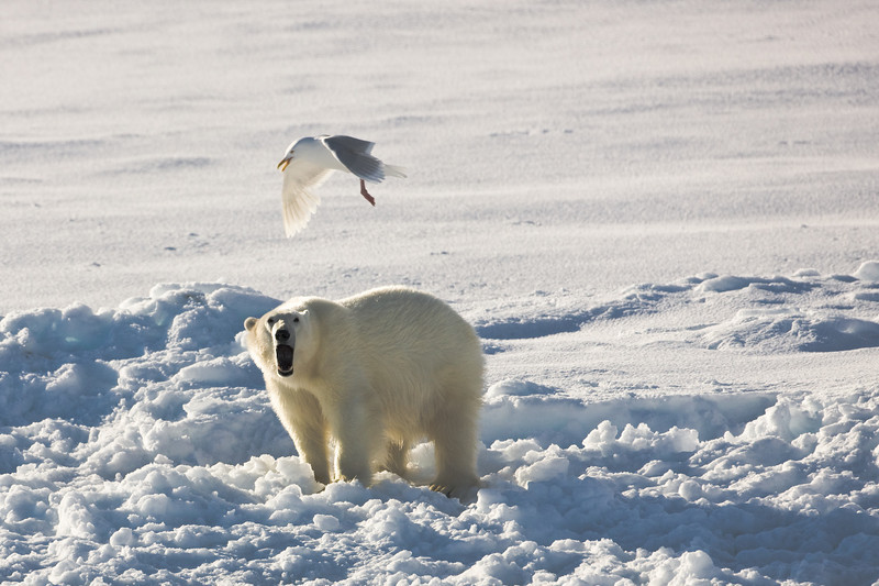 IMAGE: http://shazza53.smugmug.com/photos/334503378_ccaXG-L.jpg