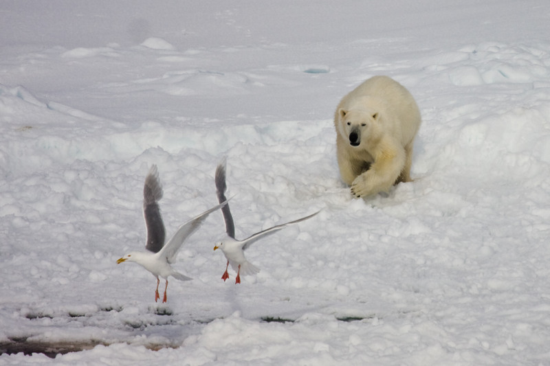 IMAGE: http://shazza53.smugmug.com/photos/334503501_89VRh-L.jpg