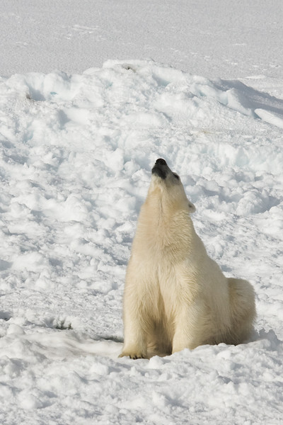 IMAGE: http://shazza53.smugmug.com/photos/334503642_Kmp4S-L.jpg