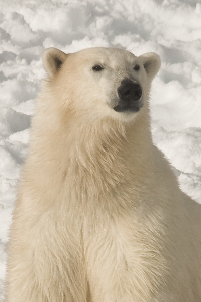 IMAGE: http://shazza53.smugmug.com/photos/334503702_4gBJc-L.jpg